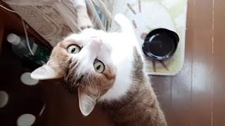 甘えるネコの鳴き声がかわいい！ ボクちゃん Cute Cat Purring・・・うちの猫ちゃんたちカワイイTV