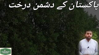 پاکستان کے دشمن پودے | سفیدہ اور کونو کے درخت پاکستان کے لٸے کتنے نقصان دہ ہیں