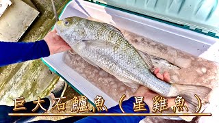 宜蘭石城漁港（光榮定置漁場）發現壓箱寶～巨大石鱸（星雞魚）料理分享：石鱸紫蘇炸、蔥油蒸石鱸～1120603