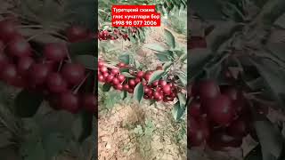 Узини узи чанглатадигон глос#fruit #garden #агро_дунйо #мевали #кучатлар