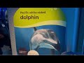 Dolphin show at Shedd Aquarium, Chicago | #Dolphin