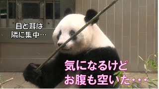 10/4シャンシャンフリーズしながらも可愛い顔をたくさん見せてくれたgiantpanda @tokyo 上野動物園