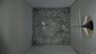 Nestbox 20190720/16:00 - 40 frames with movement