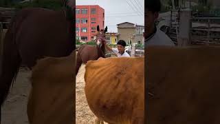 What is going on with this horse 54