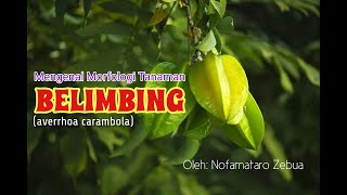 Mengenal Morfologi Tanaman Belimbing Manis (Averrhoa carambola L.) - Nofa Zebua