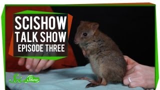 Katherine, Cats and a Brush-tailed Bettong: SciShow Talk Show Episode 3