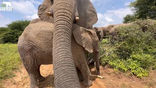 Elephant Klaserie Showers Khanyisa in Affection \u0026 the Herd Go Walking!