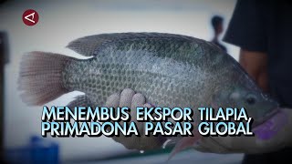 Menembus Ekspor Tilapia, Primadona Pasar Global