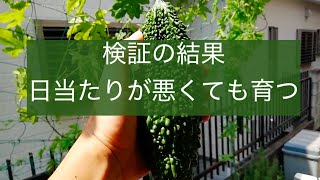 15週間の結論！日当たりが悪い家庭菜園は、これを育てるべし！