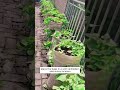 Grow sweet potatoes in the old burlap sacks #shorts #plantingtips