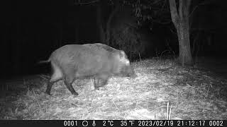 clip 48 - boar - Japan trail camera