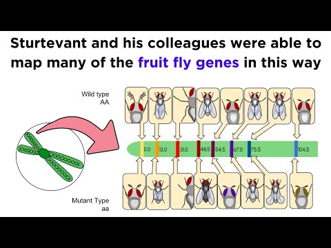 How many pairs of chromosomes do fruit flies have?