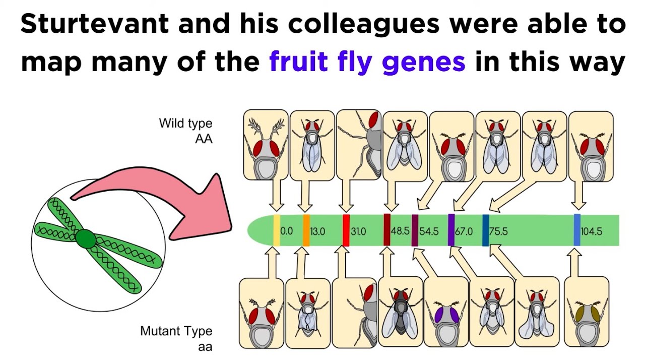 Gene Linkage And Chromosome Maps Worksheet