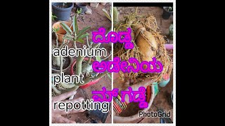 Adenium plant repotting(ಅಡೇನಿಯಮ್ ಗಿಡದ ರಿಪಾಟಿಂಗ್)