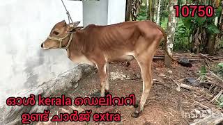 kangayam cros കാള കുട്ടി വേണോ ❓