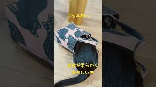 【猫動画】成長記録⑩