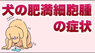 犬の肥満細胞腫症状：見逃せないサイン【獣医師解説】