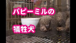 【感動実話】地下室しか知らないパピーミルの犠牲犬。初めてリラックスした表情が愛おしい