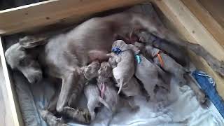 Puppies of Weimaraner Long Hair