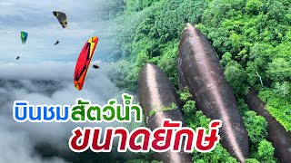 บินชมสัตว์น้ำขนาดยักษ์ | หินสามวาฬ | Kalasin Paramotor