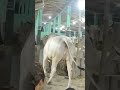 huge and beautiful andhra cow in ali shaan dairy farm trending viral like share andhra