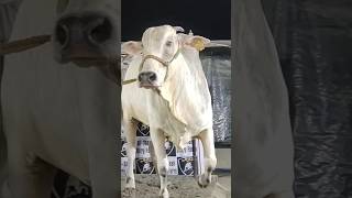 huge and beautiful Andhra cow in Ali-shaan dairy farm #trending #viral #like #share #andhra