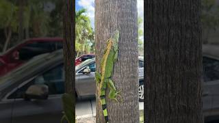 MEGFAGYNAK A LEGUÁNOK! POTYOGNAK A FÁRÓL? CSAK HA FAGY! #florida #iguana