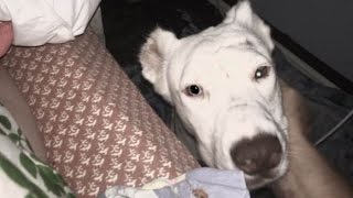 【感動 犬】人間から虐待を受け続けてきた犬が心を開くとき。ある保護犬の物語