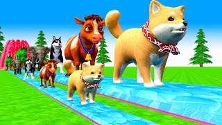 Paint \u0026 Animals Cow,Elephent, Tiger,Shiba,Wolf, Fountain Crossing Transformation Cartoon #2025