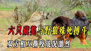 六只藏獒与野狼殊死搏斗，双方相互撕咬战况激烈，结局让人意外