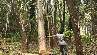 മിന്നലേറ്റ തേക്ക് മരംWood for lightning