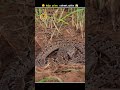 தப்பித்தவறிகூட இந்த cute ஆன பாம்பு கிட்ட போயிடாதிங்க night adder snake animal voiceover tamil