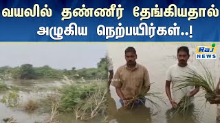 வயலில் தண்ணீர் தேங்கியதால் அழுகிய நெற்பயிர்கள்..! #thiruvarur #farmers #tamilnadu