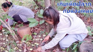 ตืนมาไปหาแต่เห็ด เดินจนขาลาก โพดโพว่าคนหาเห็ด.🍄🍄🍄