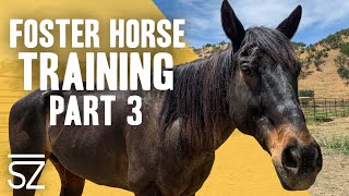 Spca Foster Horse Training Part Three: Saddling Up a Horse for the First Time