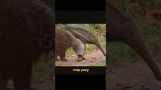 Giant anteater