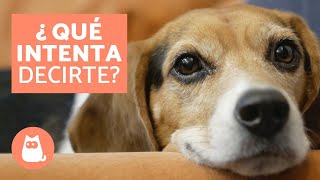 10 cosas que tu perro intenta decirte