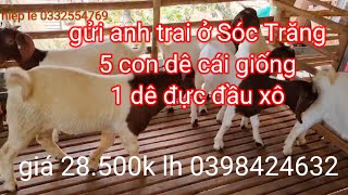 gửi anh trai ở Sóc Trăng 6 con dê giống đầu xô giá 28.500k lh 0398424632