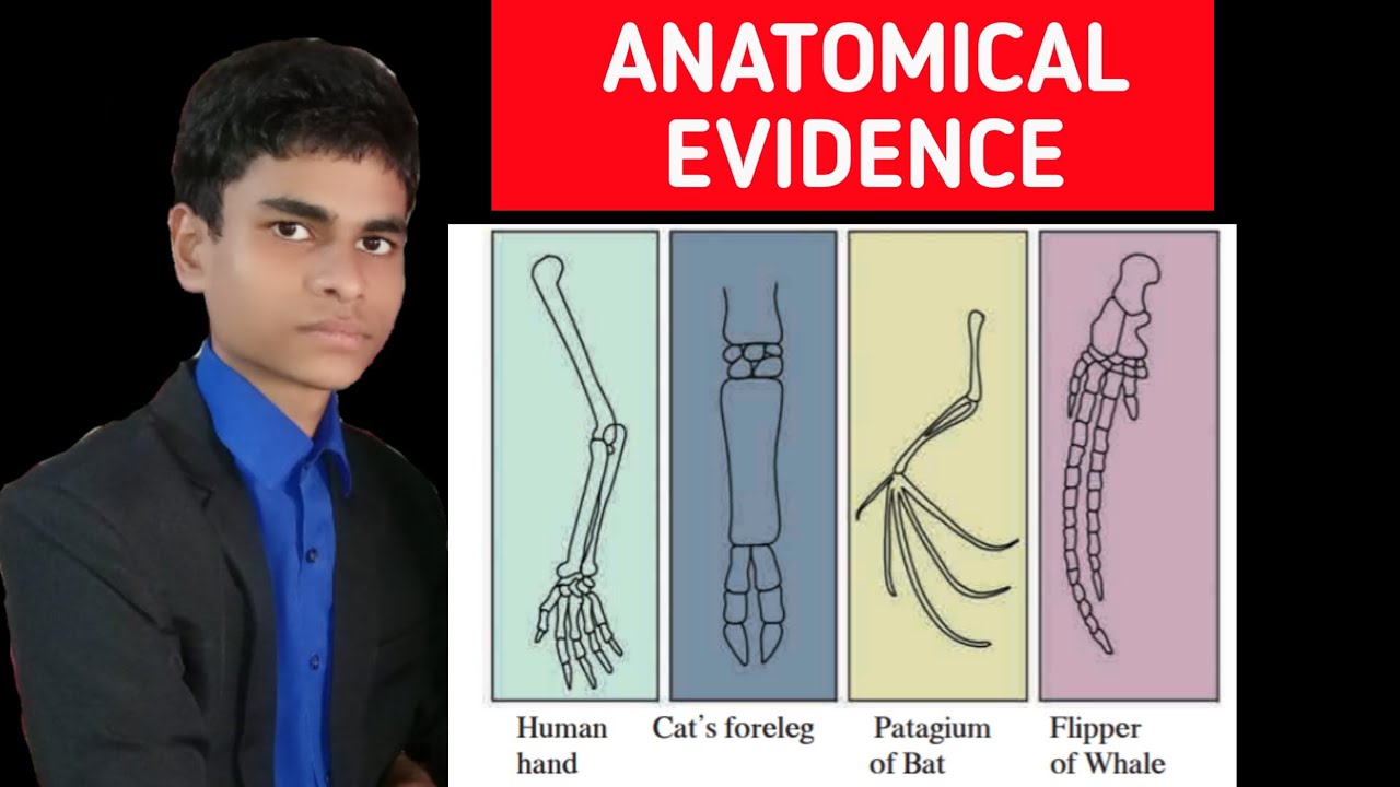 Anatomical Evidence | Evidences Of Evolution | Full Explanation | - YouTube