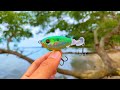 Lure na may Elesi | Topwater Propeller Lures in Saltwater