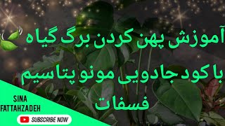 روش پهن کردن برگ گیاه 🍃🤔 | پهن شدن برگ گیاهان آپارتمانی | برای بزرگ شدن برگ گیاهان چه کنیم ؟