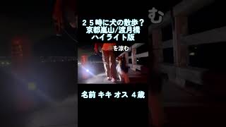 深夜25時に犬と散歩する　京都嵐山編