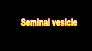 What Is The Definition Of Seminal vesicle Medical School Terminology Dictionary