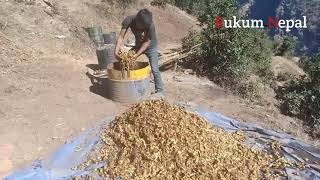 Himalayan herbs Best friends at work हिमाली जडिबुटी