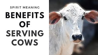 Benefits of Gau Seva | Why is Cow Sacred in Hinduism?