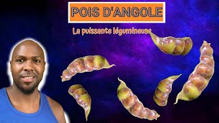 Les secrets de l'incroyable pois d'Angole