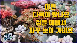 자꾸 눈이가는 다육이 베스트 종류