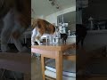 美猫姉妹の高速連打猫パンチ