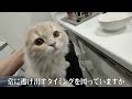 常にお腹を空かしているもふ猫 食べ過ぎると丸い顔が余計に丸くなりますよ【思い出シリーズ 15】