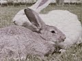 hoppy the bunny 1953